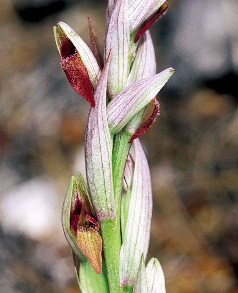 Serapide a piccoli fiori